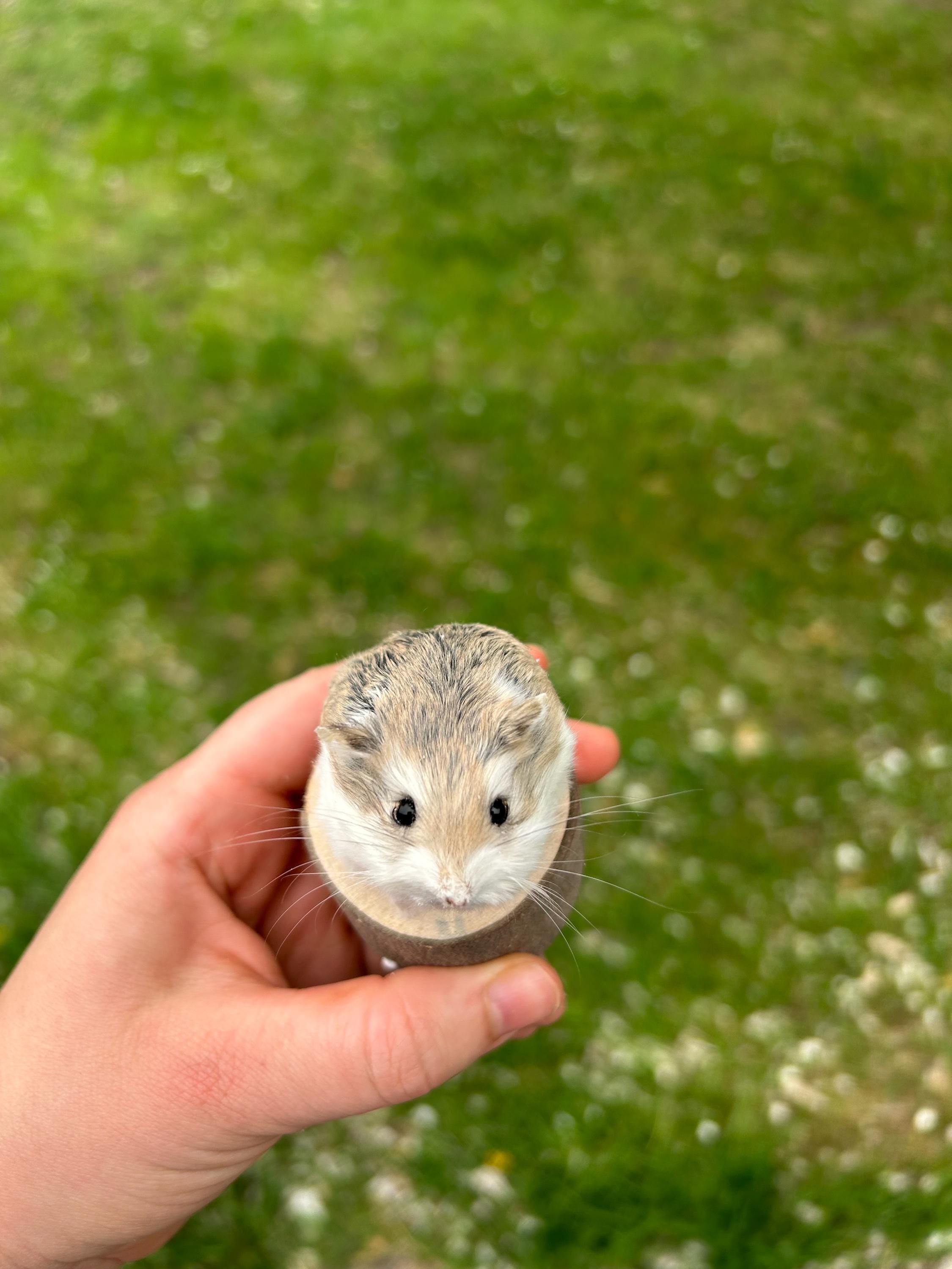 Taxidermy hamster - Etsy 日本