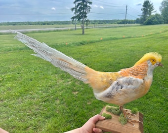 黒い木製のスタンドに取り付けられた剥製の虹色のセキセイインコ