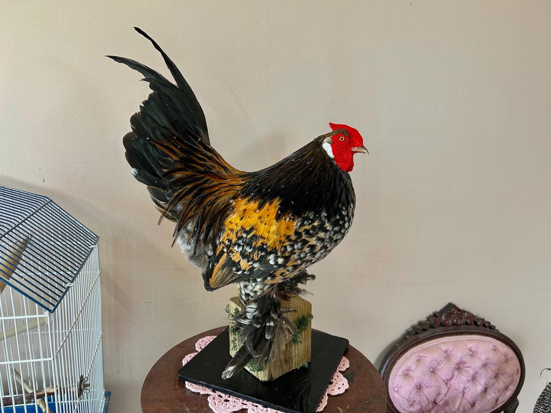 Taxidermy Mille Fleur X Rose Comb Hybrid Bantam Rooster Mounted on ...