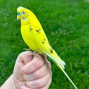 Yellow Pied Budgie Green And Yellow Cute Budgerigar Parakeet Stock