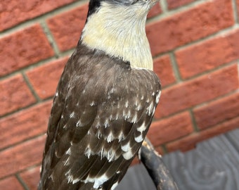 Ausgeprägter Gefleckter Kuckuck, montiert auf einem Ständer aus Naturholz