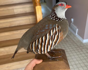 Taxidermie berberispatrijs gemonteerd op houten standaard