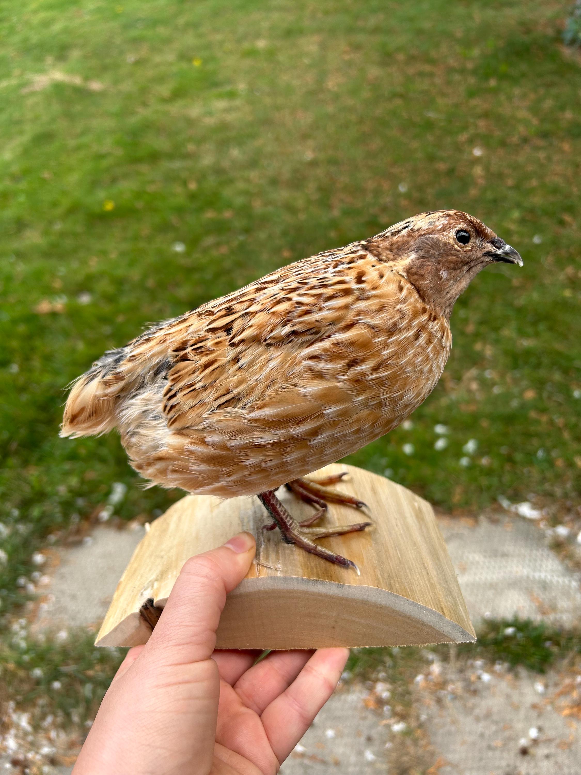 Taxidermy Japanese Coturnix Quail Mounted on Black Wooden Stand - Etsy