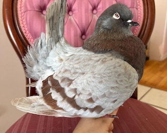 Taxidermy domestic brown Modena pigeon unmounted