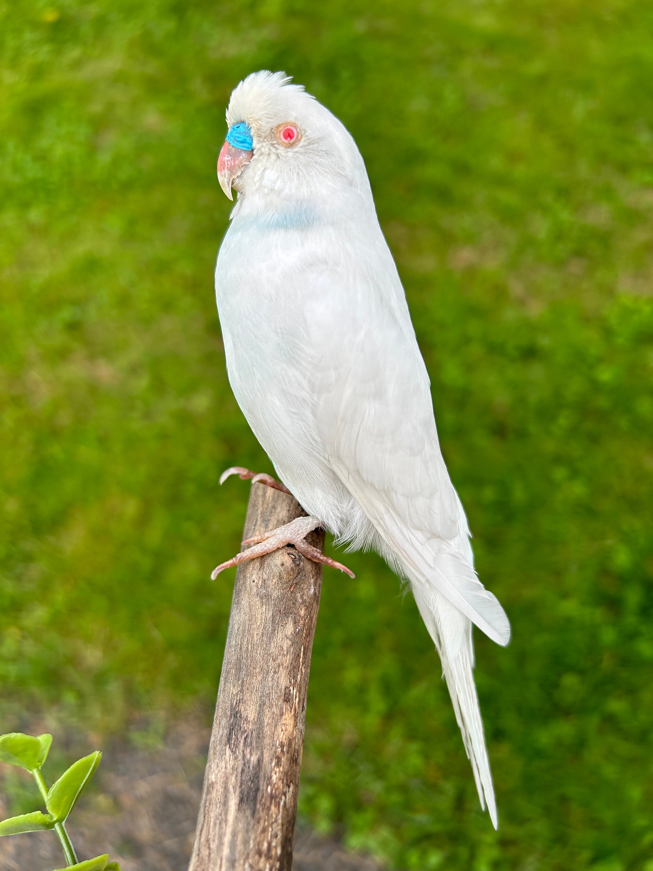 Rare Parakeets Albino Budgie For Sale Rare Budgie Fancy Parakeet