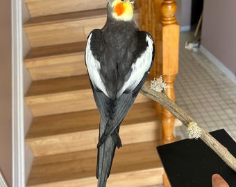 Calopsitta imbalsamata montata su un supporto di legno nero.