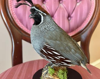 Taxidermy gambles quail mounted on black wooden stand