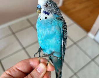 Opgezette blauwe grasparkiet ongemonteerd