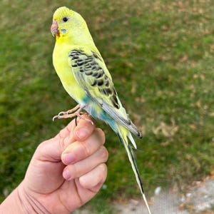 以下が含まれることがあります： 黒と青の模様が入った黄色のセキセイインコが手に止まっています。鳥は明るい黄色の羽毛を持ち、翼と背中には詳細な黒い模様があります。尾羽は長く、縞模様です。