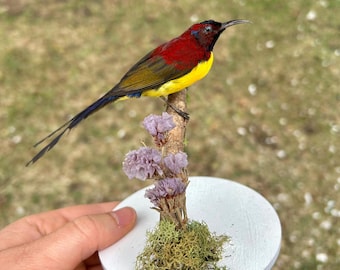 Taxidermy Mrs goulds sunbird mounted on white wooden stand