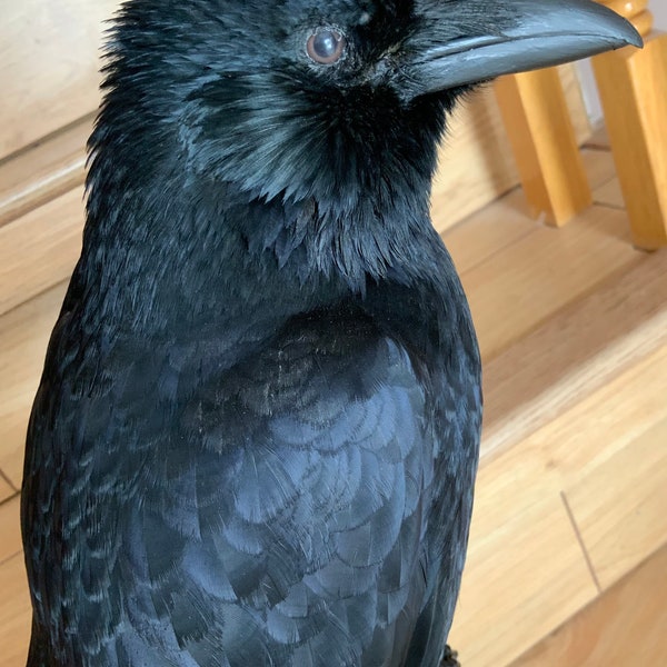 Taxidermy Eurasian carrion crow mounted on black wooden stand