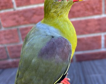 Taxidermy African green pigeon mounted on black wooden stand