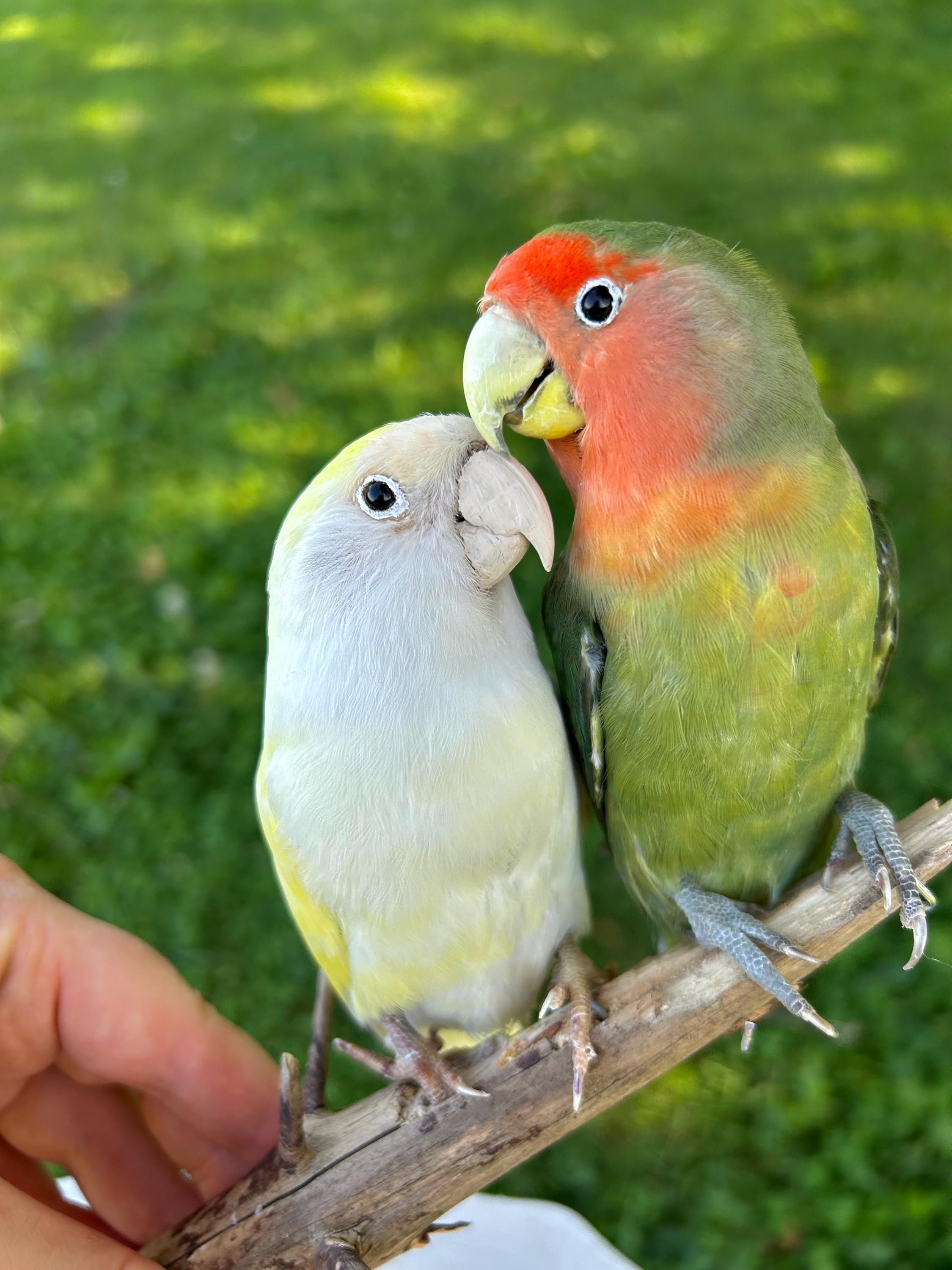 ゆずみかん DAC 『 Love birds 』 ラブバード Taxidermy Cuddling Pair of Rosy-faced Lovebirds Mounted on White