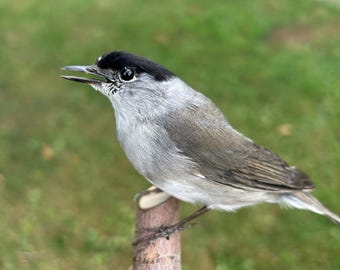 黒い木製のスタンドに取り付けられた剥製の虹色のセキセイインコ