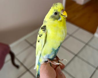 Taxidermia periquito amarelo e verde sem montaria