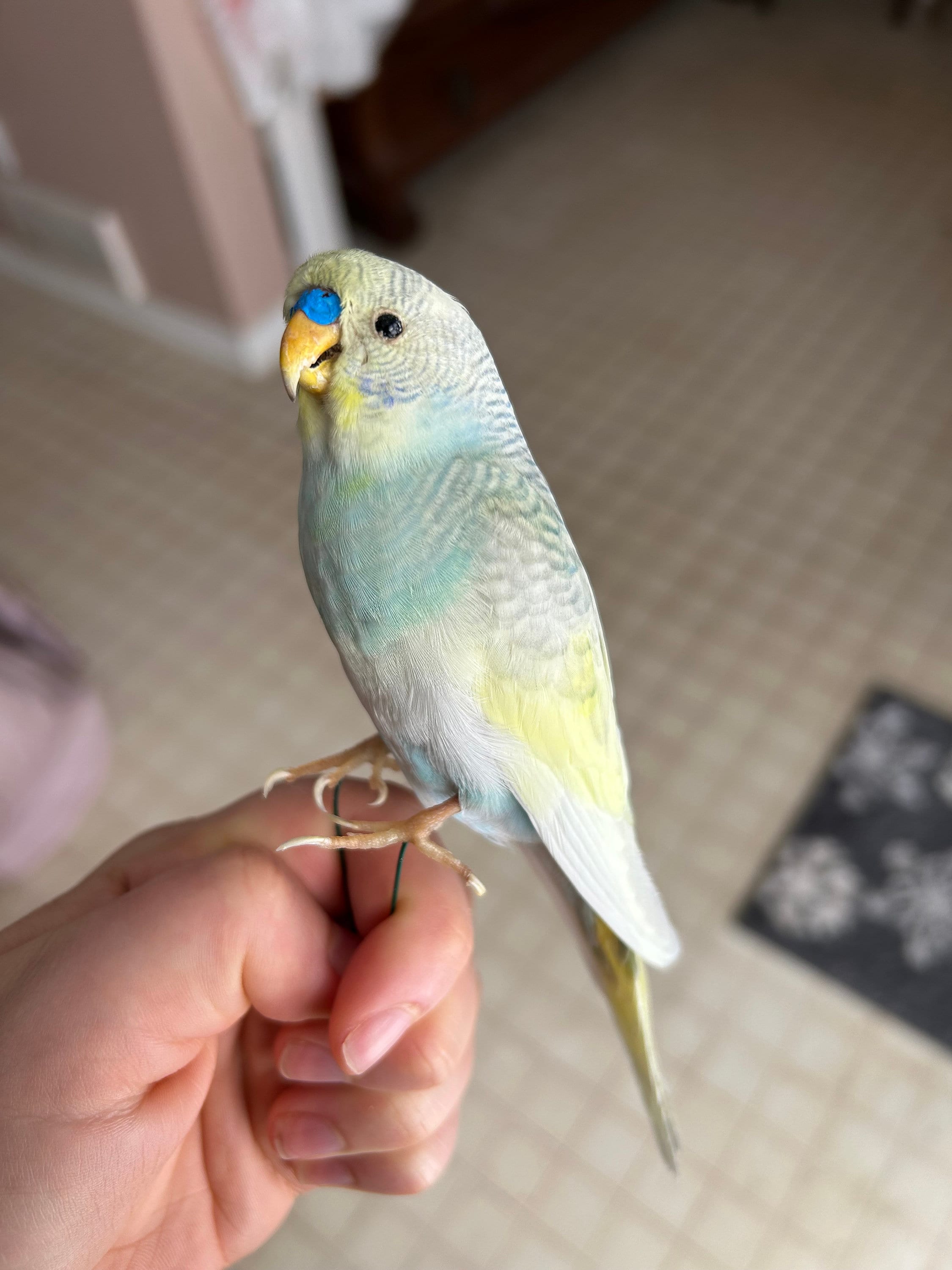 Blue and turquoise cheapest budgies