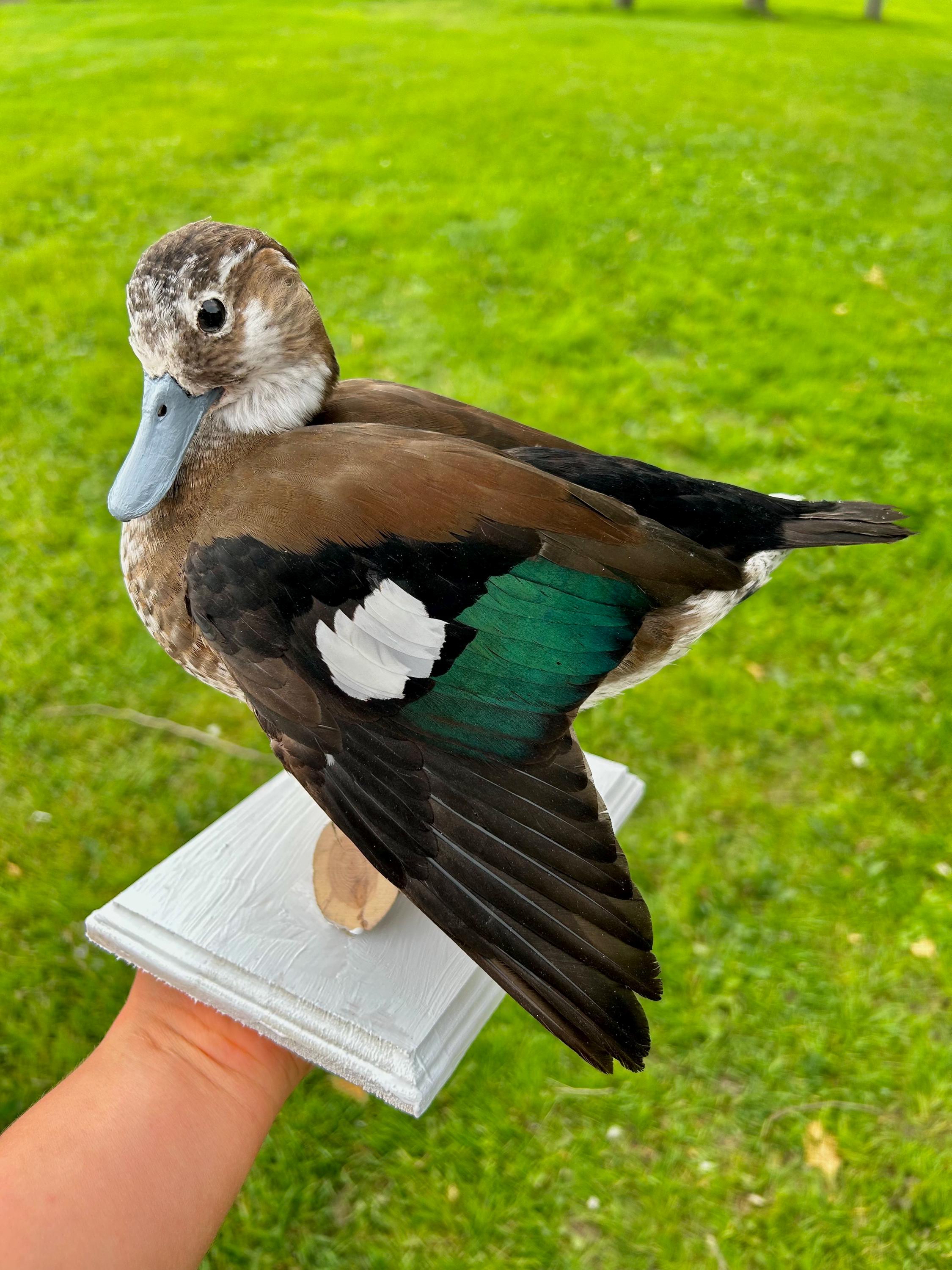 鴨 カモの置き物 剥製 インテリア