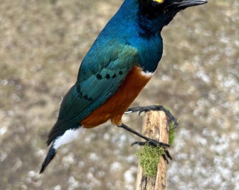 Un magnífico estornino disecado montado sobre un soporte de madera negra.