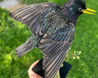 黒い木製のスタンドに取り付けられた剥製の虹色のセキセイインコ