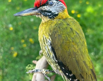 Taxidermy laced woodpecker mounted on black wooden stand