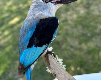 Taxidermy woodland kingfisher mounted on white wooden stand