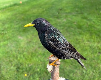 黒い木製のスタンドに取り付けられた剥製の虹色のセキセイインコ