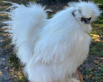 Gallo di razza Silkie bianca imbalsamato, montato su un supporto di legno.