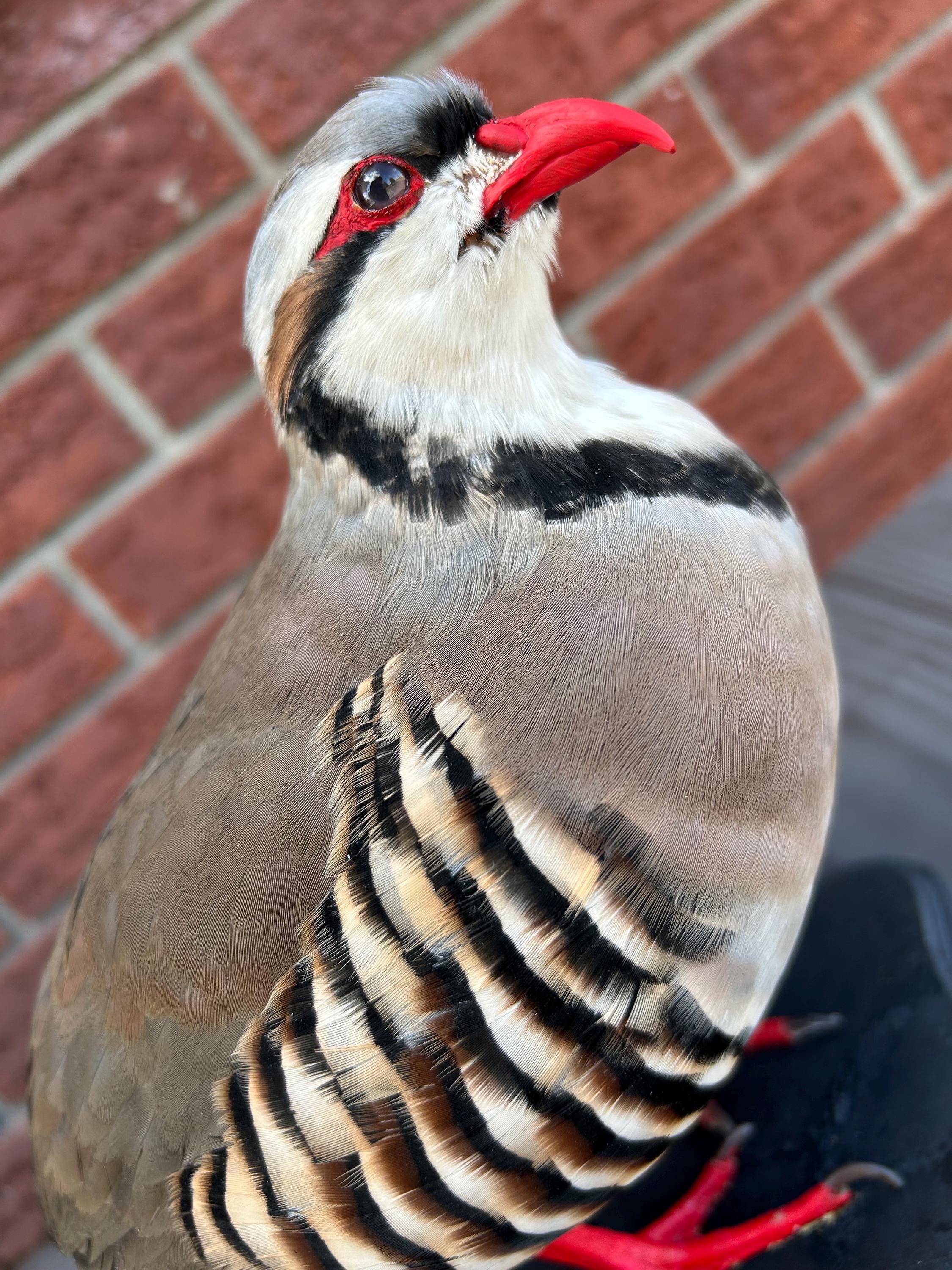 Taxidermy chukar partridge mounted on black wooden stand