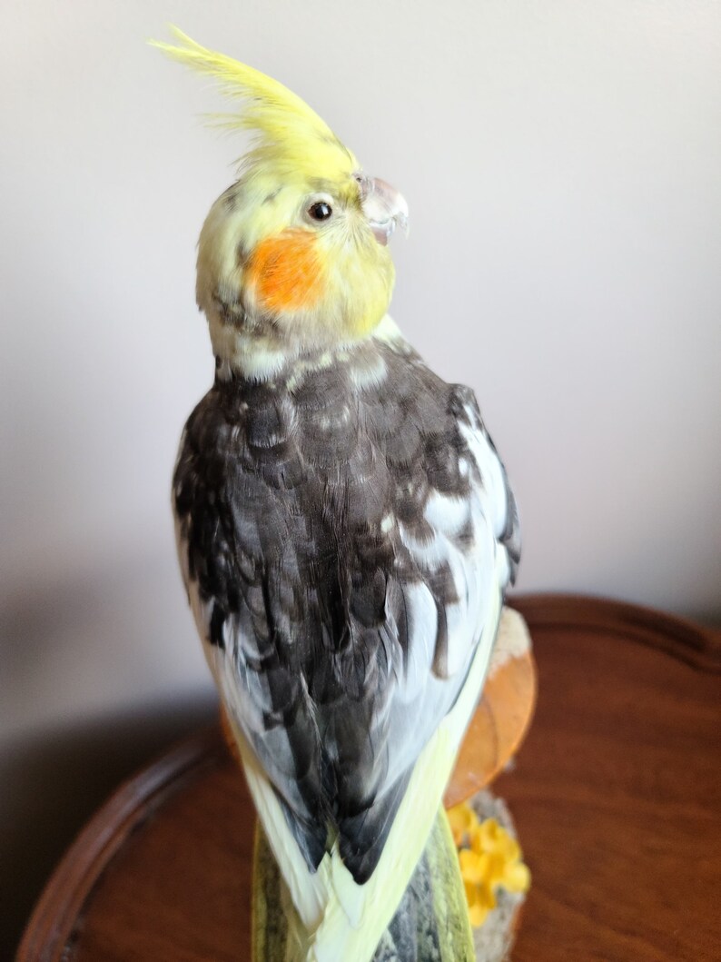 cockatoo bird stand cockatoo bird stand