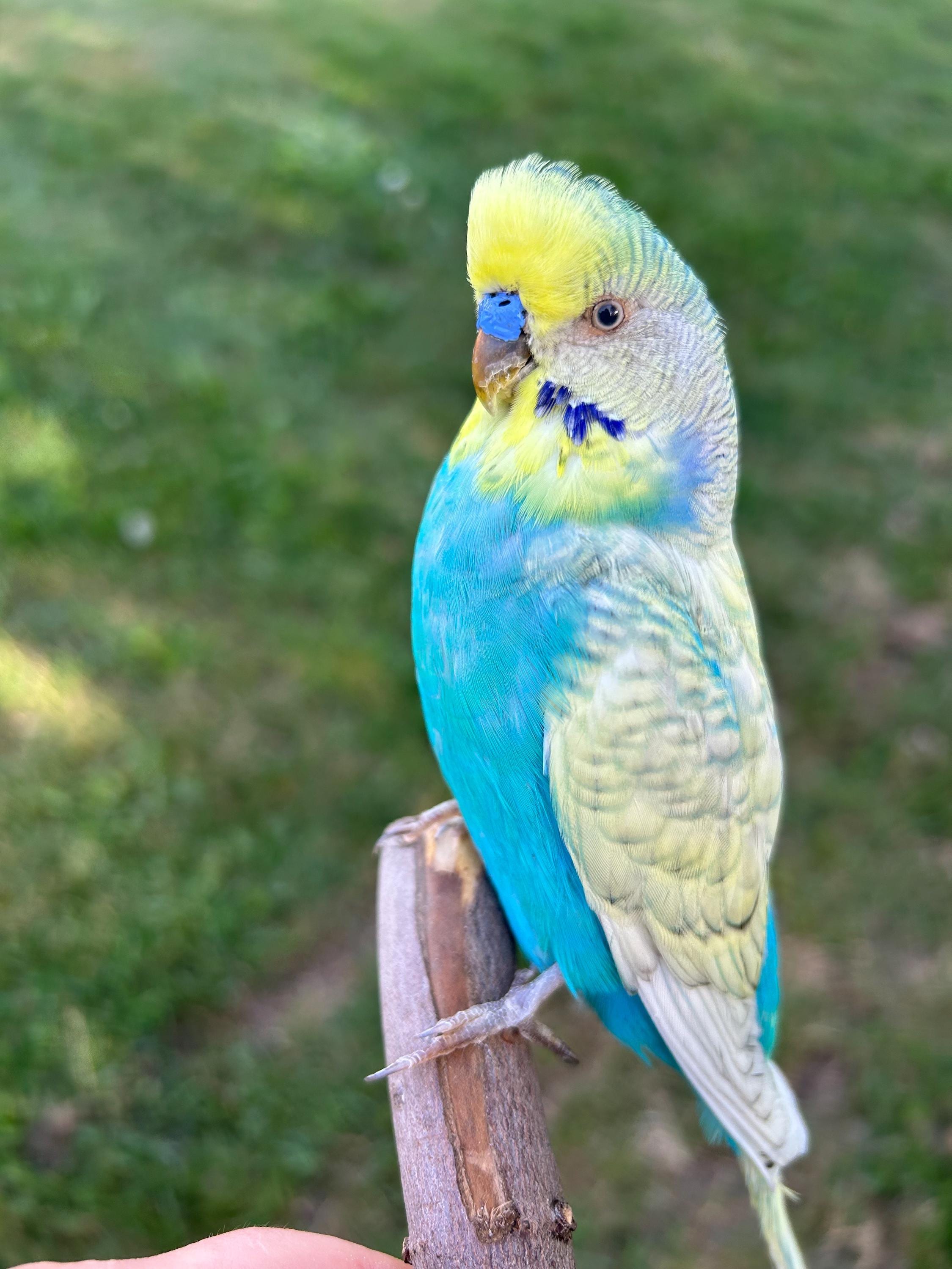 Yellow Parakeet Canada