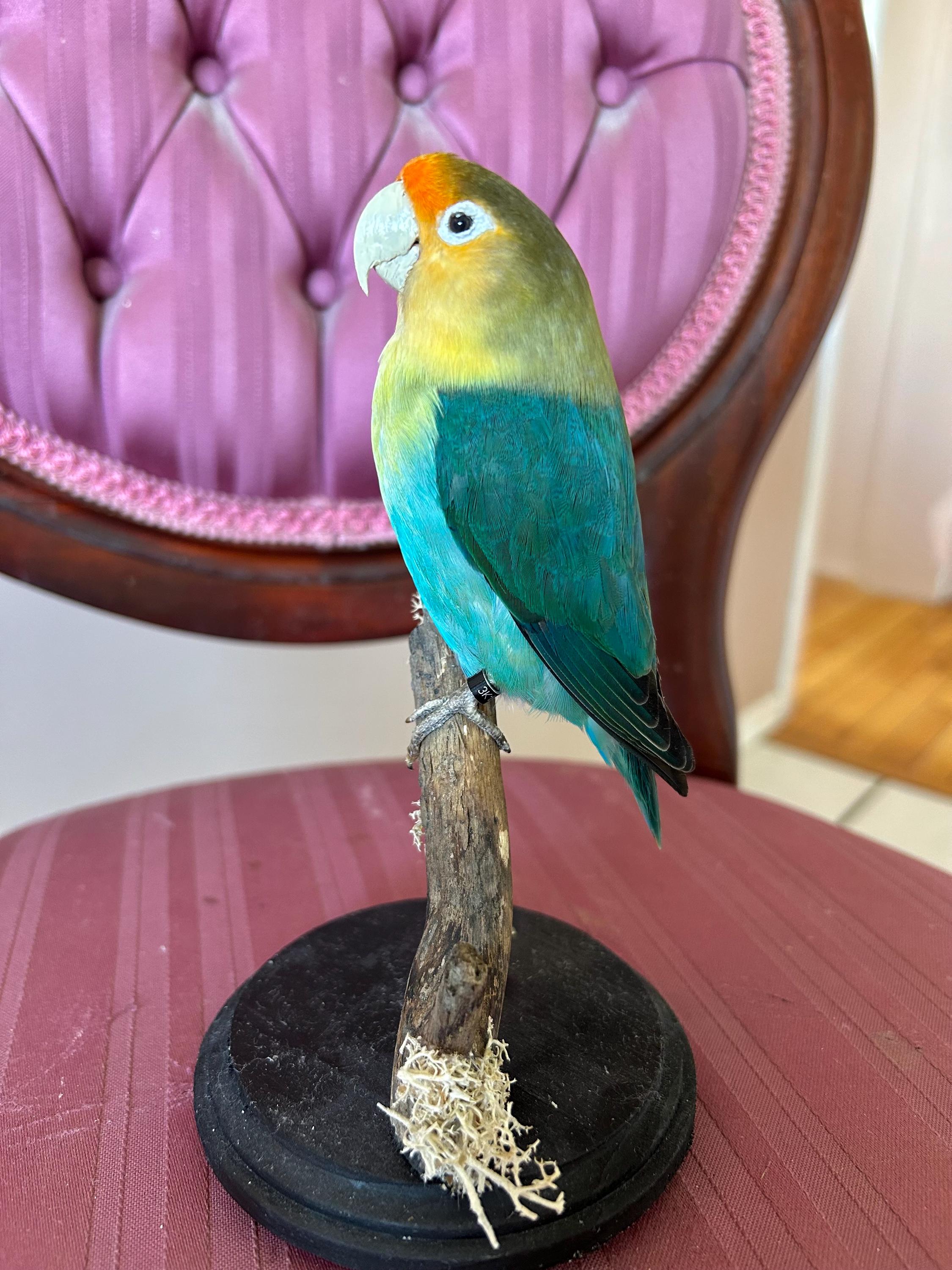 Taxidermy Lovebird - Etsy