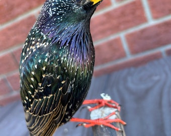 Taxidermie Europese spreeuw gemonteerd op zwarte houten standaard