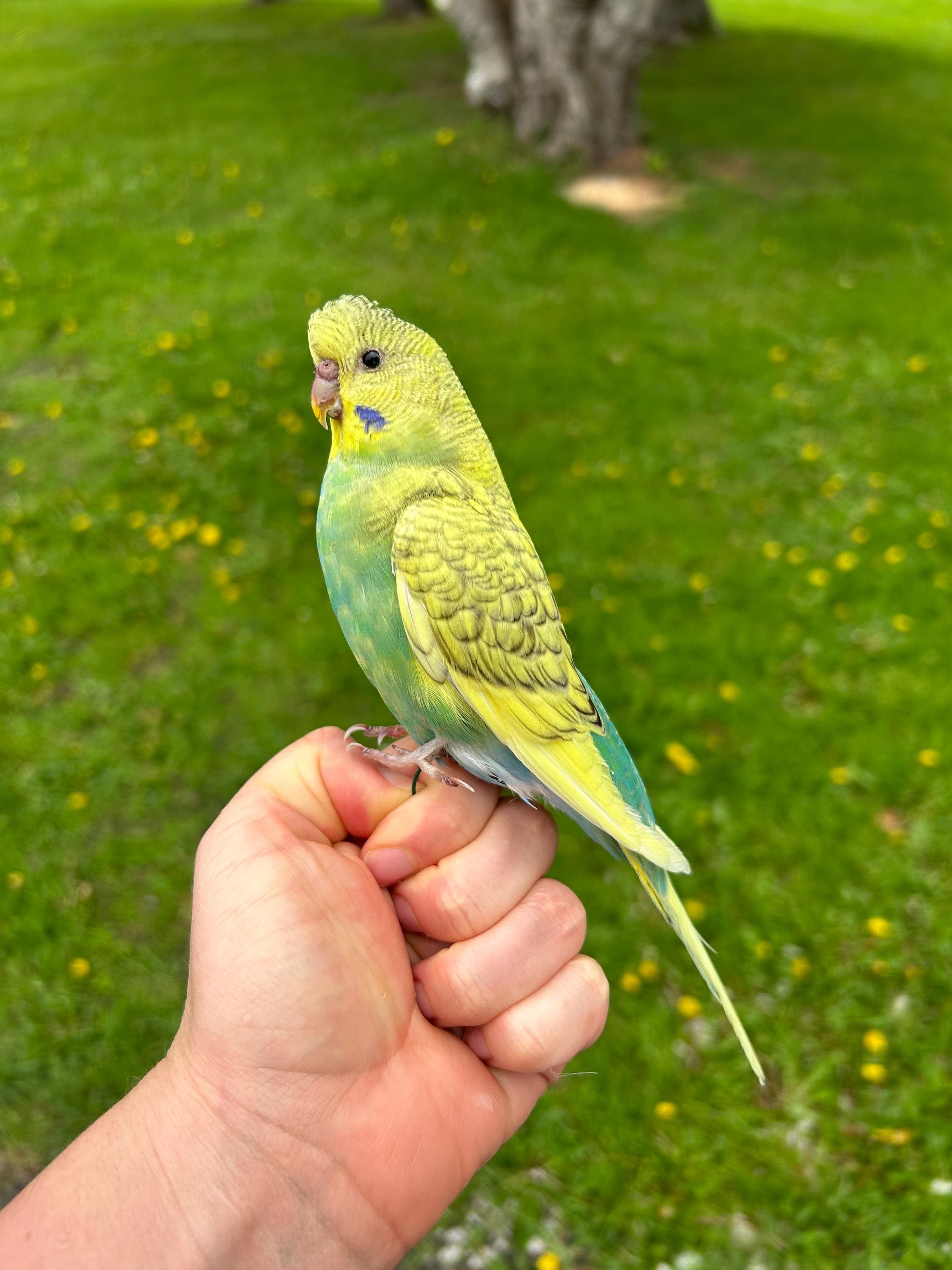 Taxidermy green and yellow budgerigar parakeet unmounted