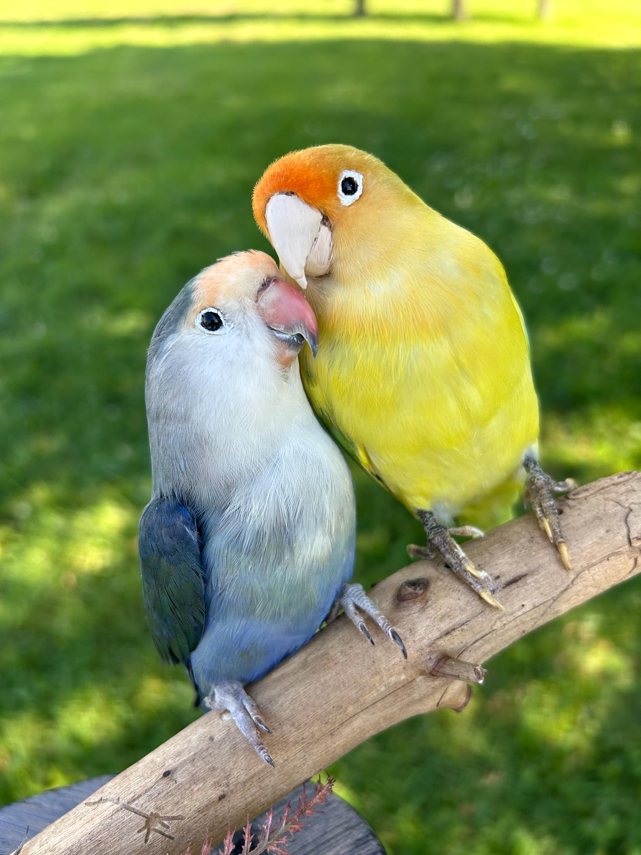 Taxidermy Cuddling Pair of Rosy-faced Lovebirds Mounted on Black