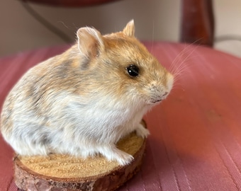 Taxidermy dwarf hamster mounted on wooden stand