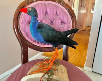 Taxidermy Australasian Swamphen mounted on wooden stand