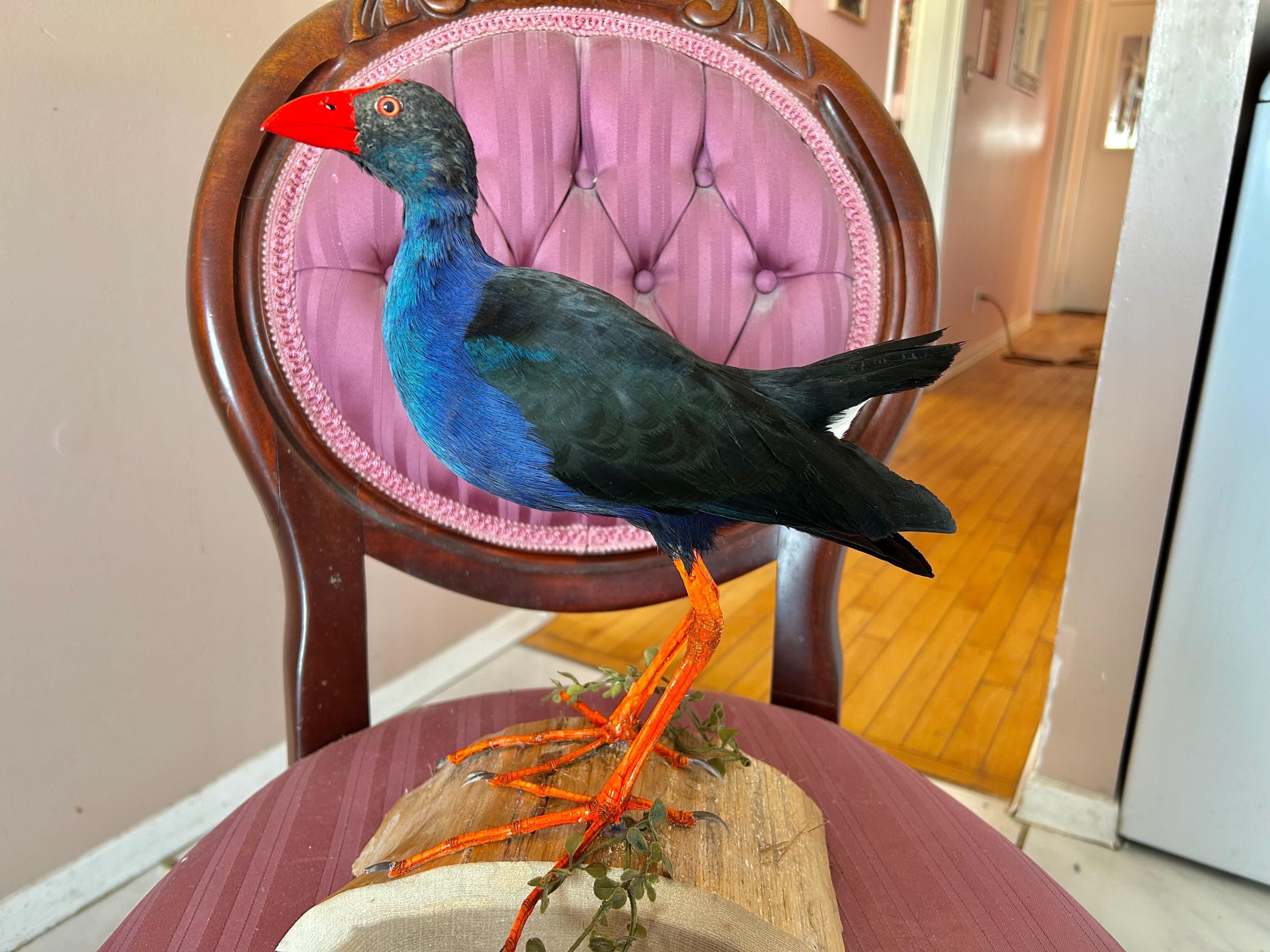 Antique taxidermy parrot - Etsy 日本