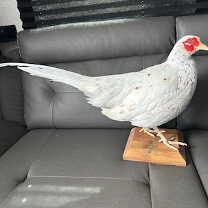 Taxidermy white common pheasant mounted on wooden stand