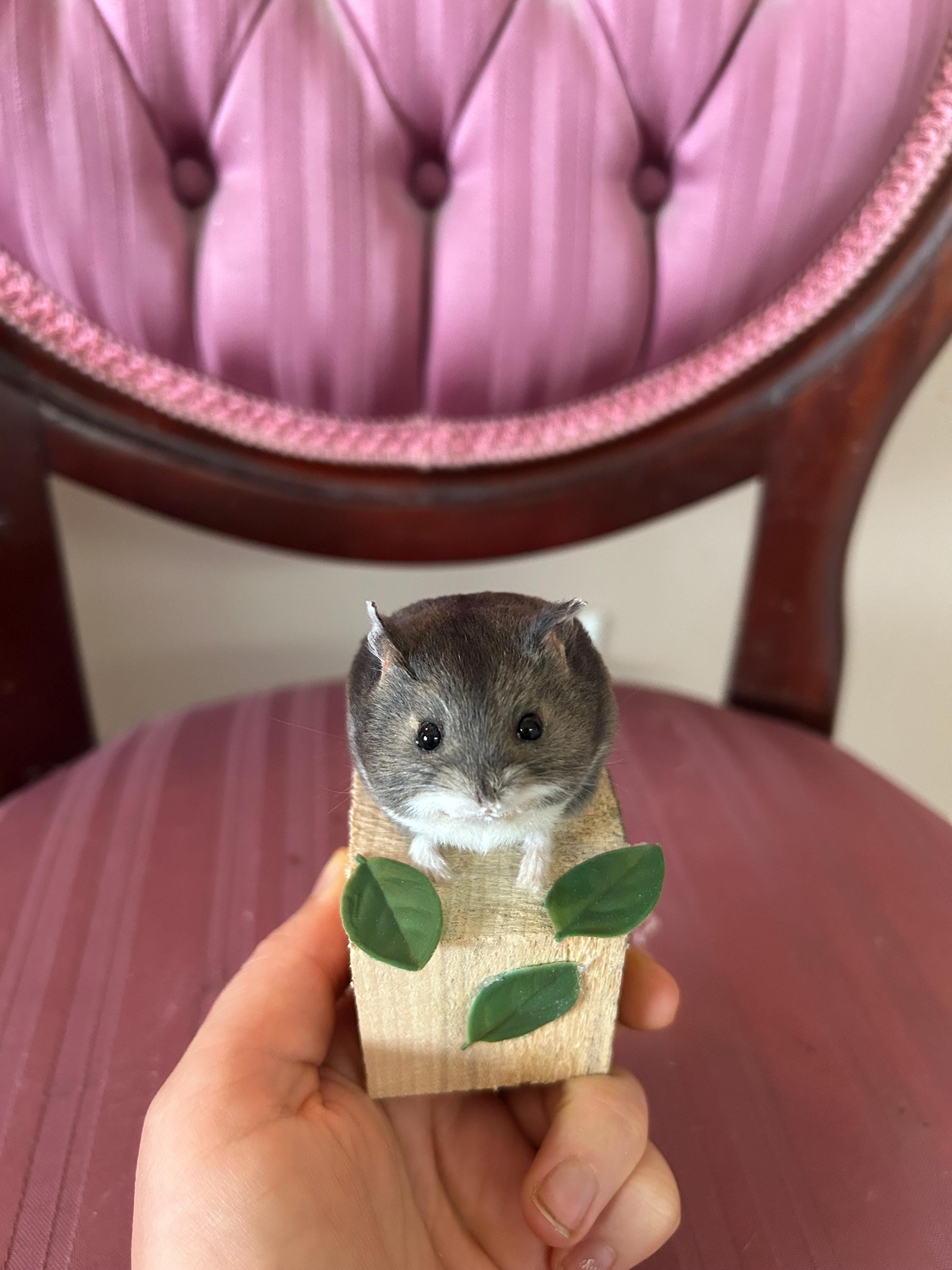 Taxidermy hamster - Etsy 日本