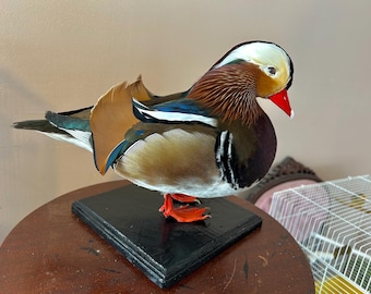 適当な価格 オシドリ 剥製 鳥 （野鳥＊羊毛 木製台座付き（鴛鴦の剥製 鳥雑貨・オーナーズグッズ