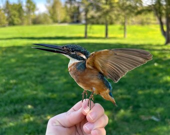 Taxidermy common kingfisher flight pose unmounted