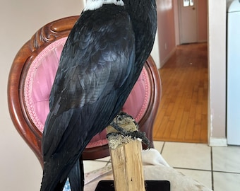 Cuervo de cuello blanco disecado montado sobre un soporte de madera negra.