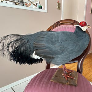 Può includere: Un fagiano con corpo grigio scuro, lunghe piume nere della coda e testa rossa con collo bianco. È posato su un blocco di legno sopra una sedia rosa a strisce. Le zampe dell'uccello sono di un arancione vibrante.