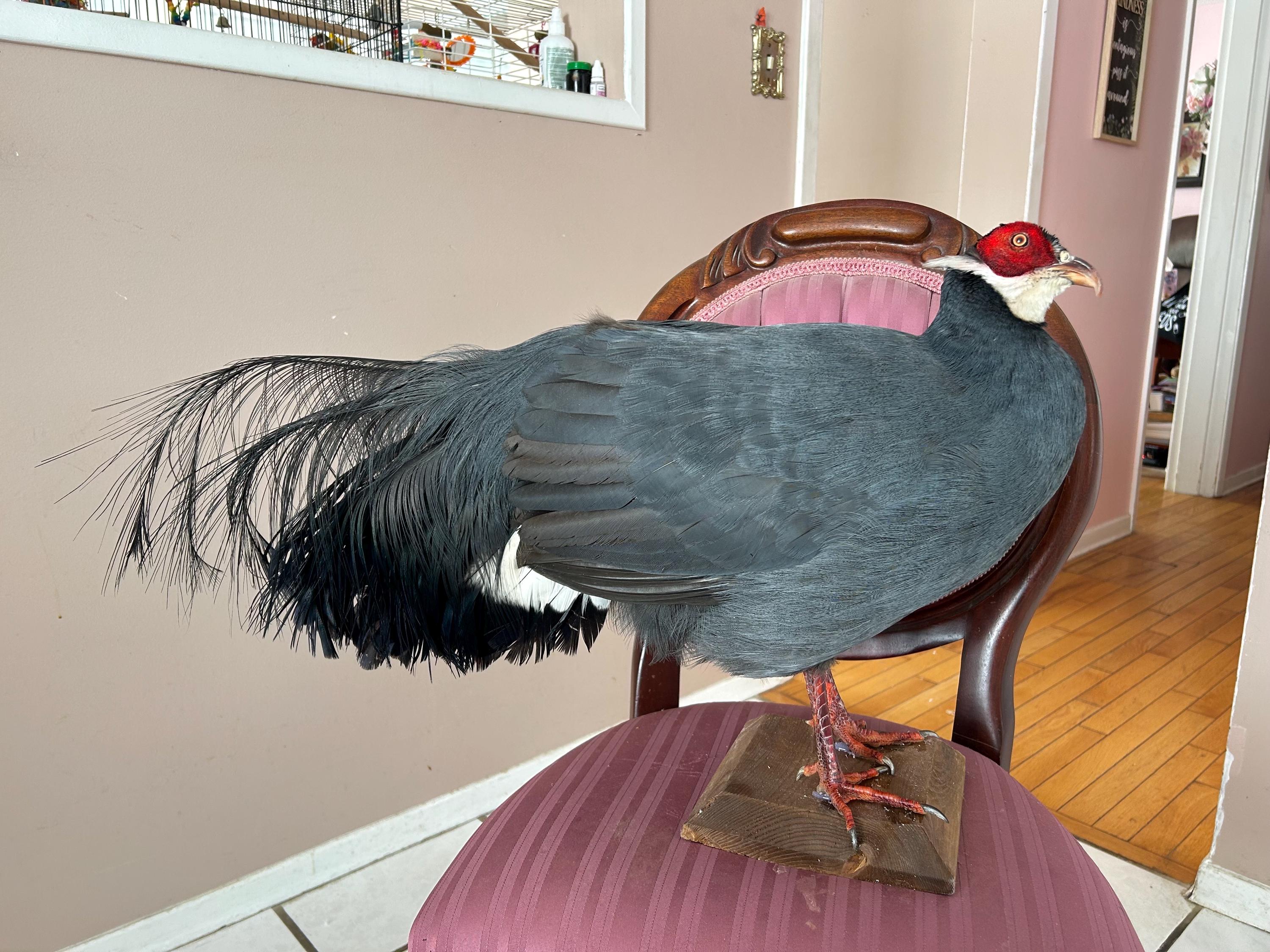 Faisan Naturalisé Taxidermie – Pièce Décorative Vintage – Made In France