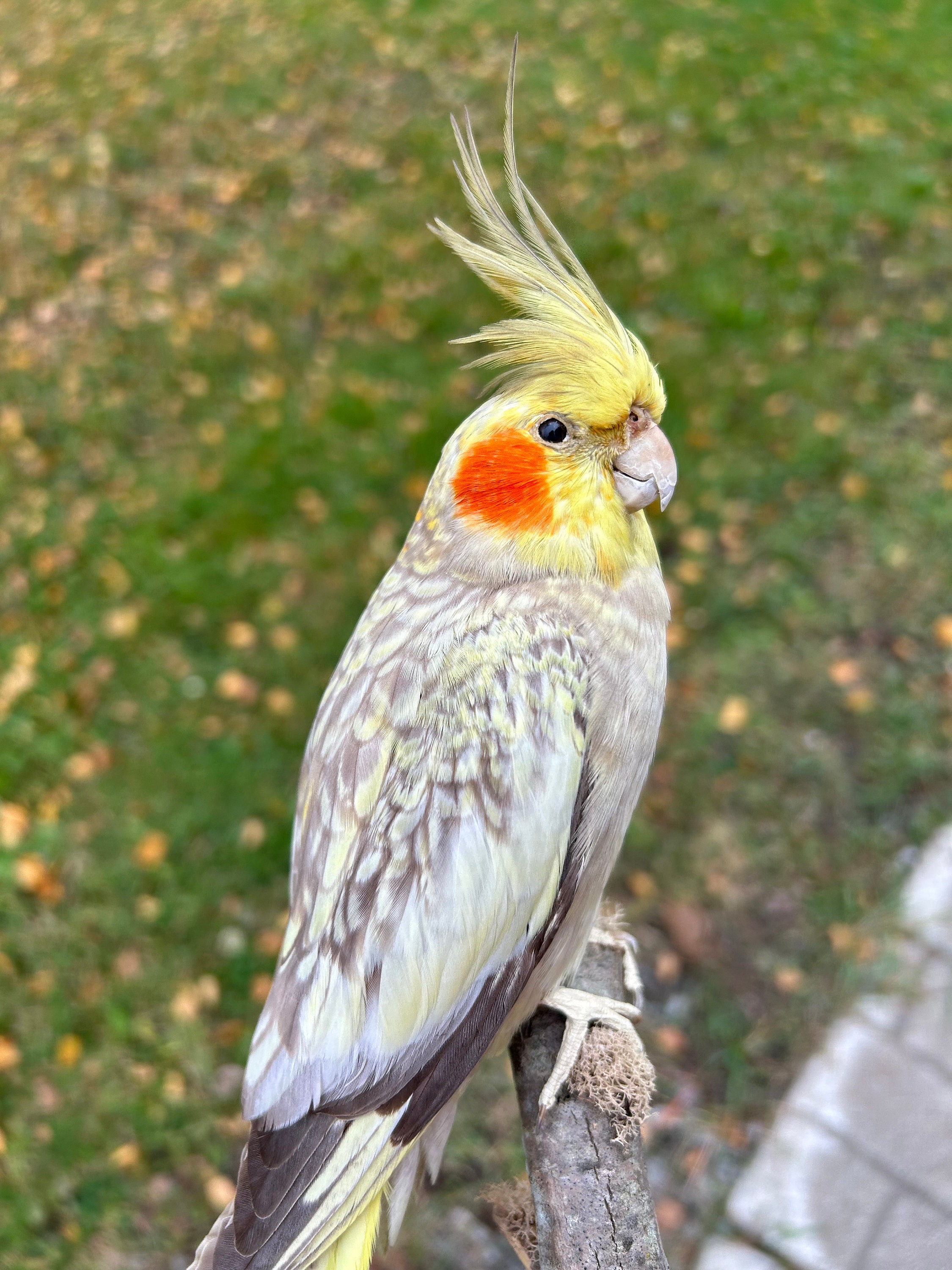 Pied Cockatiel Parrot Pastel Face Cockatiel Pastel Face Pied