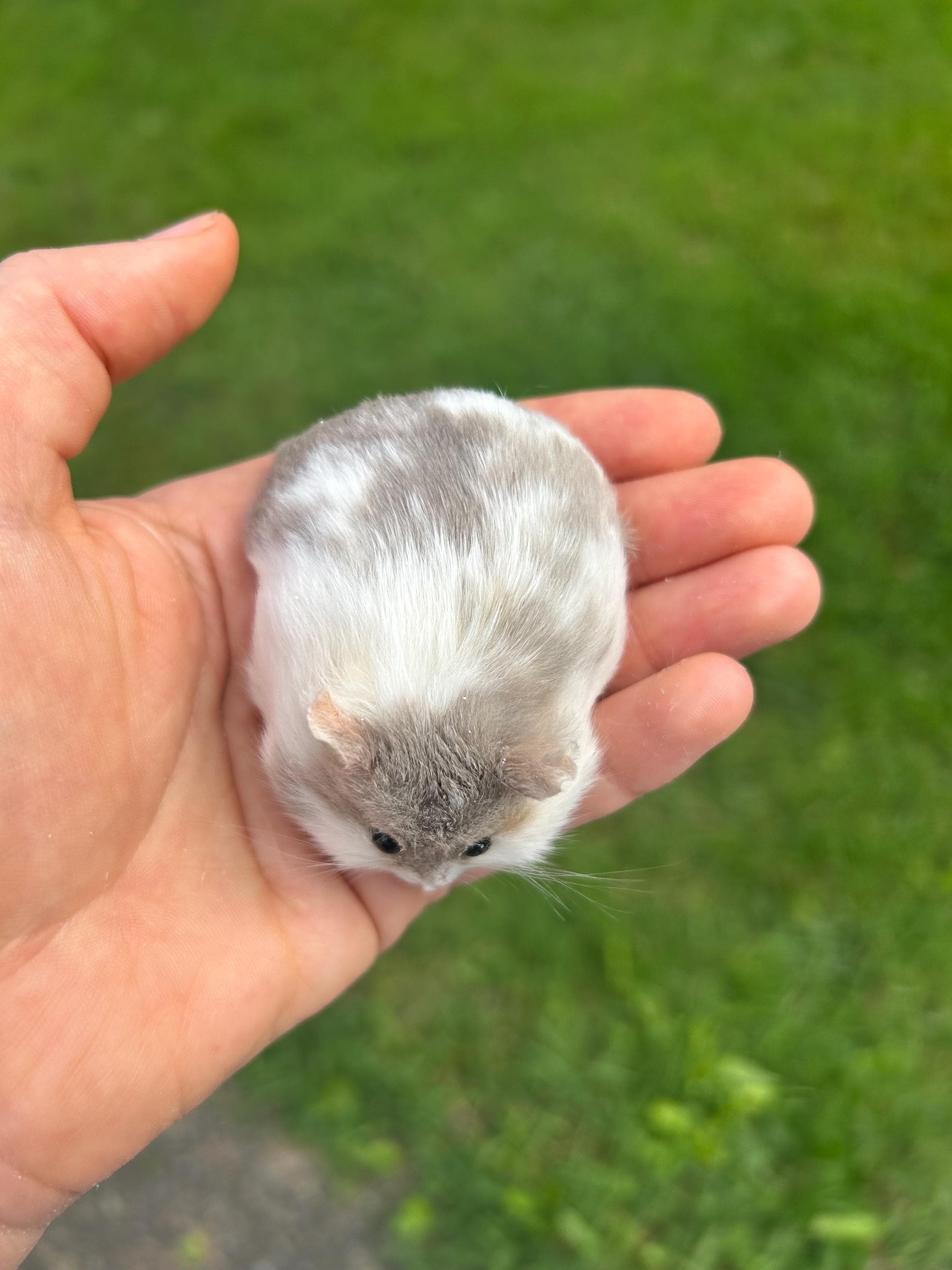 Taxidermy Hamster - Etsy Singapore