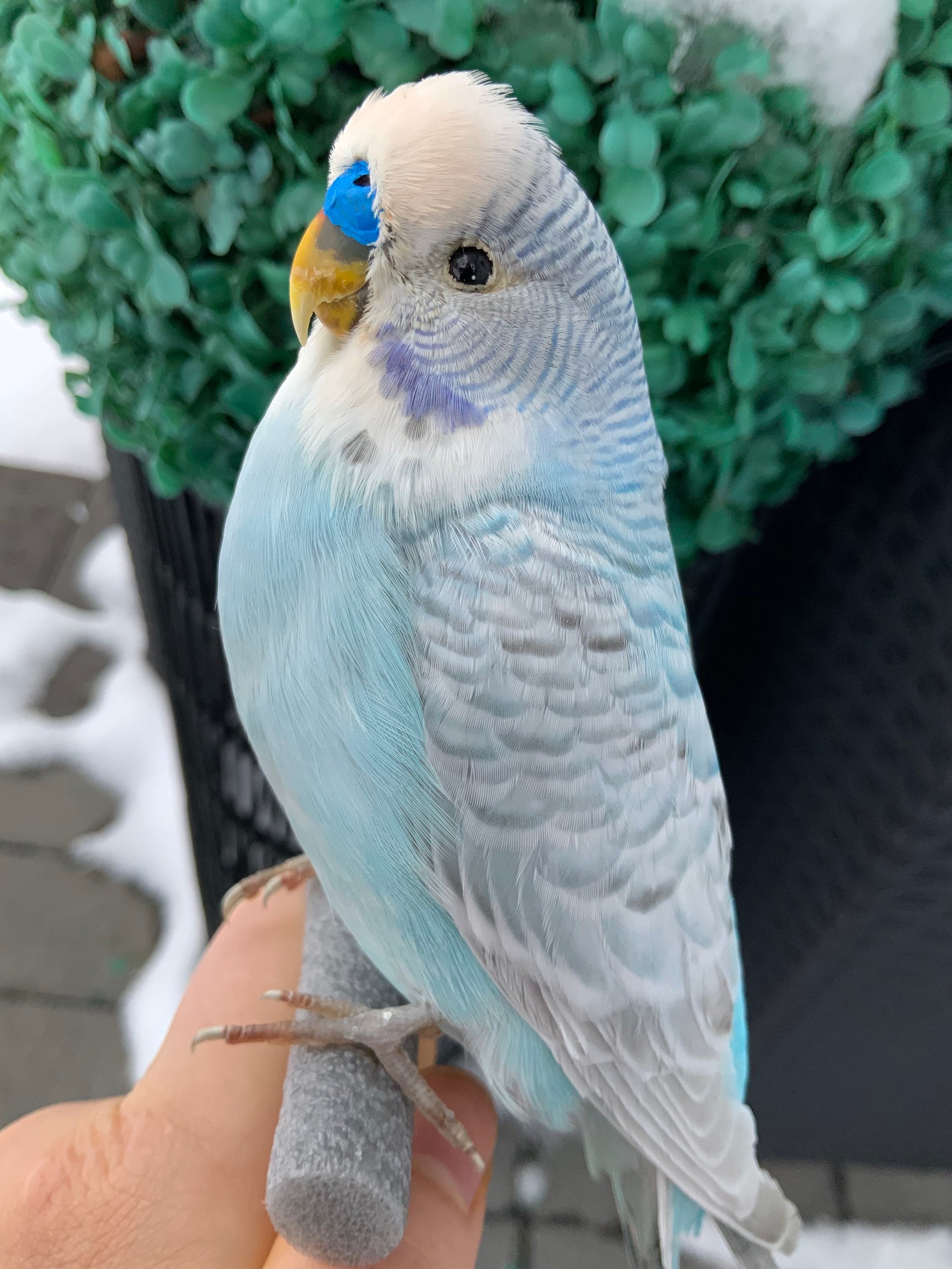 Taxidermy Pale Blue Budgerigar Parakeet Unmounted - Etsy