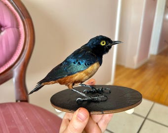 Un magnífico estornino disecado montado sobre un soporte de madera negra.