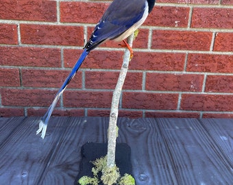 Taxidermy red-billed blue magpie mounted on black wooden stand