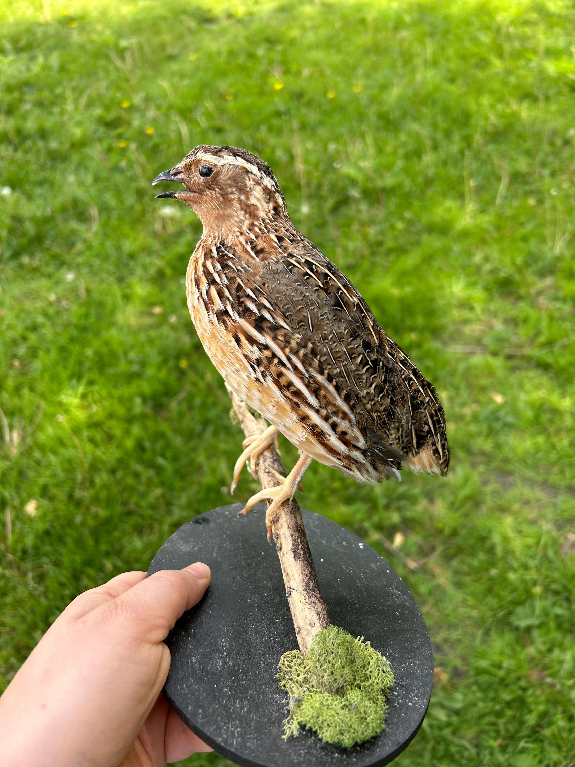 Taxidermy Japanese Coturnix Quail Mounted on Black Wooden Stand - Etsy